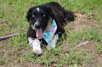 Bluff ASCA/AKC/ASDR, Puppy Pre-K Graduate, a female Australian Shepherd for sale in Royse City, TX – 5 of 8