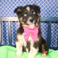 Bluff, a female Australian Shepherd for sale in Royse City, TX – Photo 4 of 9