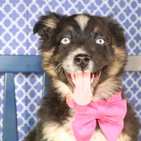 Bluff, a female Australian Shepherd for sale in Royse City, TX – Photo 1 of 9