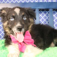 Bluff, a female Australian Shepherd for sale in Royse City, TX – Photo 5 of 9
