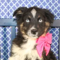 Bluff, a female Australian Shepherd for sale in Royse City, TX – Photo 3 of 9
