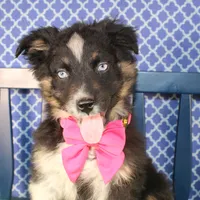 Bluff, a female Australian Shepherd for sale in Royse City, TX – Photo 8 of 9