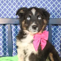 Bluff, a female Australian Shepherd for sale in Royse City, TX – Photo 6 of 9