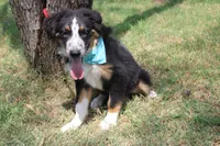 Legend ASDR in Puppy Pre-K, a male Australian Shepherd for sale in Royse City, TX – 7 of 7