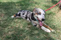 Duke In Puppy Pre-K Training, a male Australian Shepherd for sale in Royse City, TX – 4 of 10