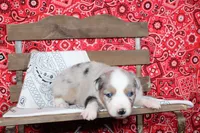 Tyler ASDR Minatare Australian Shepherd, a male Miniature Australian Shepherd for sale in Royse City, TX – 4 of 9