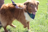 Healer , a male Australian Shepherd for sale in Royse City, TX – 4 of 8