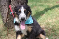 Legend ASDR in Puppy Pre-K, a male Australian Shepherd for sale in Royse City, TX – 3 of 7
