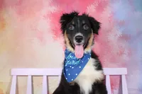 Keno AKC Puppy Pre-K Graduate, a male Australian Shepherd for sale in Royse City, TX – 8 of 9