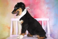 Bingo AKC Puppy Pre-K Graduate, a male Australian Shepherd for sale in Royse City, TX – 7 of 10