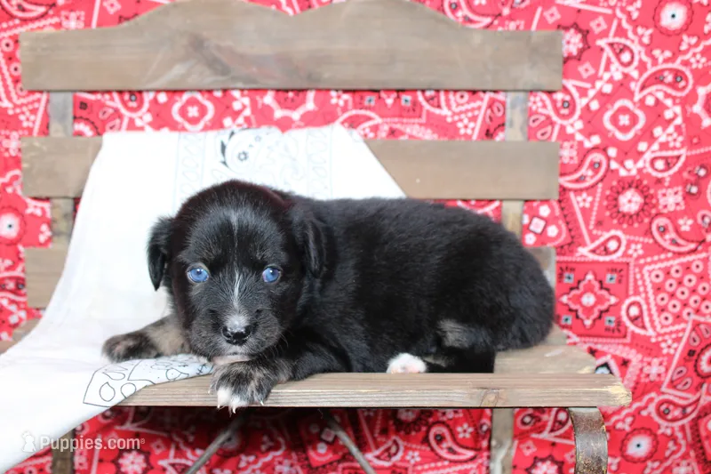 Wimberly ASDR Miniature Australian Shepherd – Miniature Australian Shepherd puppy for sale in Royse City, TX