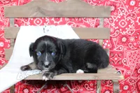 Wimberly ASDR Miniature Australian Shepherd, a female Miniature Australian Shepherd for sale in Royse City, TX – 1 of 8