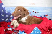 Cassidy AKC Red Tri Female, a female Australian Shepherd for sale in Royse City, TX – 7 of 9