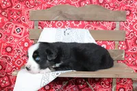 Amarillo ASDR Miniature Australian Shepherd , a male Miniature Australian Shepherd for sale in Royse City, TX – 5 of 8