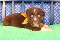 Will, a male Australian Shepherd for sale in Royse City, TX – Photo 5 of 10