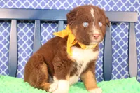 Will, a male Australian Shepherd for sale in Royse City, TX – Photo 6 of 10