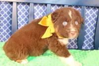 Will, a male Australian Shepherd for sale in Royse City, TX – Photo 4 of 10