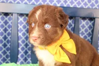 Will, a male Australian Shepherd for sale in Royse City, TX – Photo 1 of 10