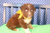 Will, a male Australian Shepherd for sale in Royse City, TX – Photo 3 of 10