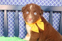 Will, a male Australian Shepherd for sale in Royse City, TX – Photo 2 of 10