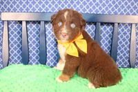 Will, a male Australian Shepherd for sale in Royse City, TX – Photo 9 of 10