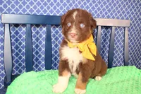 Will, a male Australian Shepherd for sale in Royse City, TX – Photo 10 of 10