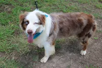 Bevo, a male Australian Shepherd for sale in Royse City, TX – 6 of 9