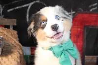 Hank AKC , a male Australian Shepherd for sale in Royse City, TX – 2 of 9