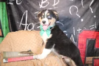 Brooks AKC , a male Australian Shepherd for sale in Royse City, TX – 5 of 9