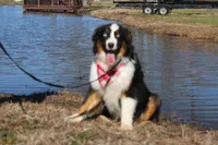 processed/1a0c54f3-cf9e-45c9-ad72-b18cdc9a7753/listing/5d61b76d-e697-49f6-8bf5-bec821023a89/5d8fc55e-694b-4eef-aa8e-a5cda1a62811