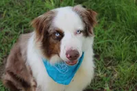 Bevo, a male Australian Shepherd for sale in Royse City, TX – 2 of 9
