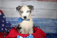 Colt AKC Blue Merle, a male Australian Shepherd for sale in Royse City, TX – 4 of 10