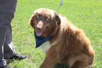 Healer , a male Australian Shepherd for sale in Royse City, TX – 8 of 8