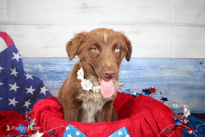 Cassidy AKC Red Tri Female – Australian Shepherd puppy for sale in Royse City, TX