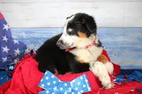 Walker AKC Tri, a male Australian Shepherd for sale in Royse City, TX – 6 of 10