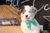 Hank AKC , a male Australian Shepherd for sale in Royse City, TX – 5 of 9