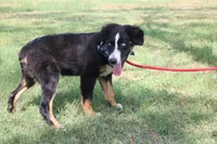 Knight ASDR, In Puppy Pre-K , a male Australian Shepherd for sale in Royse City, TX – 8 of 10