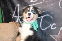 Brooks AKC , a male Australian Shepherd for sale in Royse City, TX – 7 of 9