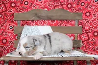 Tyler ASDR Minatare Australian Shepherd, a male Miniature Australian Shepherd for sale in Royse City, TX – 9 of 9