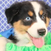 Zoomie, a female Australian Shepherd for sale in Royse City, TX – Photo 4 of 8