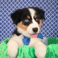 Zoomie, a female Australian Shepherd for sale in Royse City, TX – Photo 8 of 8