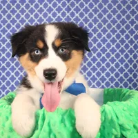 Zoomie, a female Australian Shepherd for sale in Royse City, TX – Photo 7 of 8