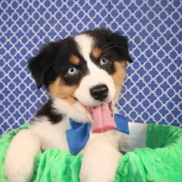 Zoomie, a female Australian Shepherd for sale in Royse City, TX – Photo 6 of 8