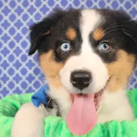 Zoomie, a female Australian Shepherd for sale in Royse City, TX – Photo 3 of 8