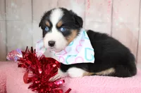 processed/1a0c54f3-cf9e-45c9-ad72-b18cdc9a7753/listing/65a2e3b2-1e5f-41d6-9562-92e76e9eaf99/8ec7fe07-2226-49e4-9168-55334de48223