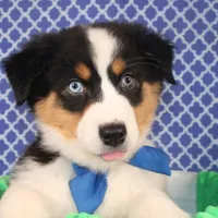 Zoomie, a female Australian Shepherd for sale in Royse City, TX – Photo 5 of 8