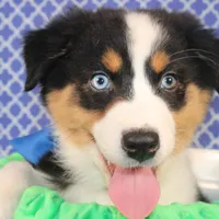 Zoomie, a female Australian Shepherd for sale in Royse City, TX – Photo 2 of 8