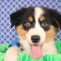 Zoomie, a female Australian Shepherd for sale in Royse City, TX – Photo 1 of 8