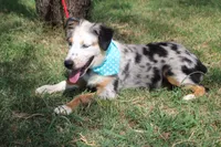 Duke In Puppy Pre-K Training, a male Australian Shepherd for sale in Royse City, TX – 10 of 10