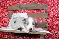 Tyler ASDR Minatare Australian Shepherd, a male Miniature Australian Shepherd for sale in Royse City, TX – 7 of 9